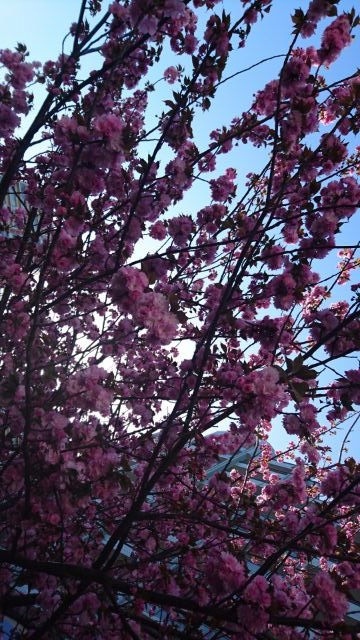 八重桜①.jpg